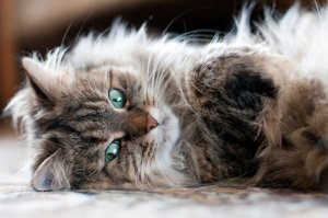 Gato Siberiano