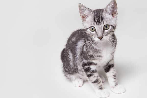 Filhote de gato vira-lata