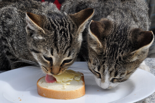 gatos comendo