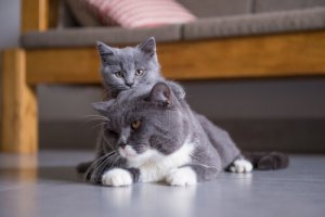 Gatos do grupo III: classificação de raças segundo a FIFE