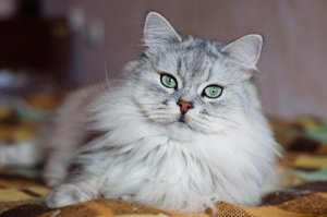 Por que os gatos têm má fama?
