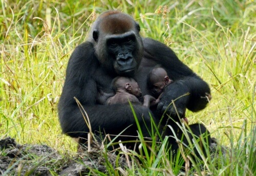 Gorila abraçando dois filhotes