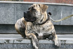 Cães da ‘Geração Bullenbeisser’