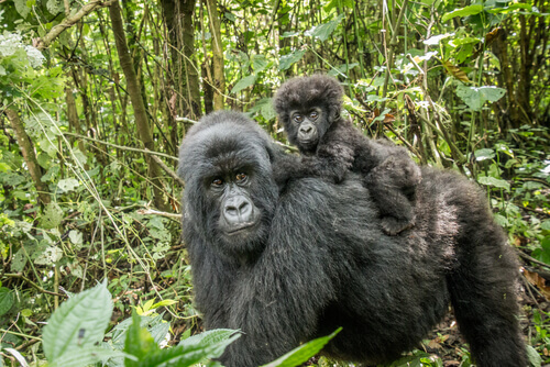 Gorila: características, comportamento e habitat