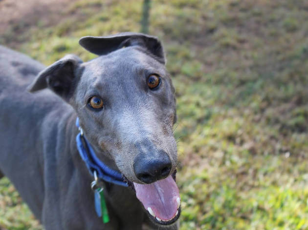 Greyhound