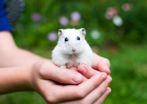Hamster na mão de uma criança