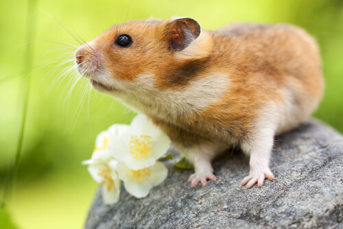 Hamster com flores sobre uma pedra