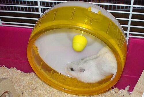hamster correndo na roda