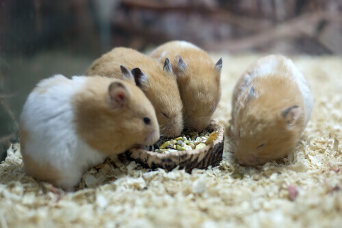 Hamsters comendo