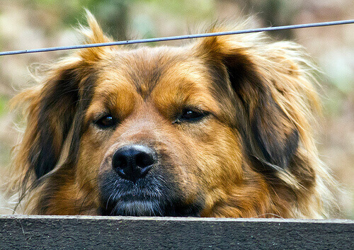 Hepatite canina: causas, sintomas e tratamento Hepatite canina: causas, sintomas e tratamento