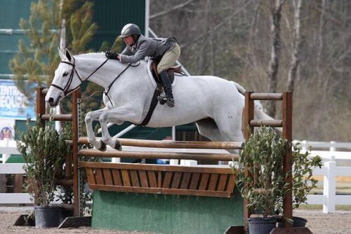 Cavalo branco saltando obstáculo