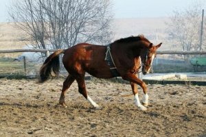 Holsteiner, a elegância personificada em um cavalo