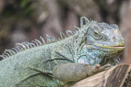 Conselhos sobre a criação de iguanas