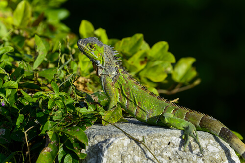 Saiba mais sobre a criação de iguanas