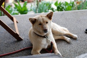 O que fazer no caso de uma intoxicação