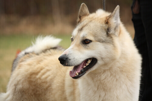 Cachorro da raça Laika