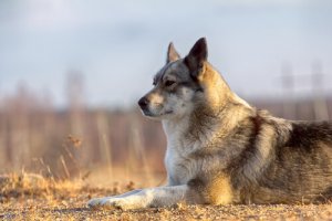 Laikas: um cão vindo da Rússia