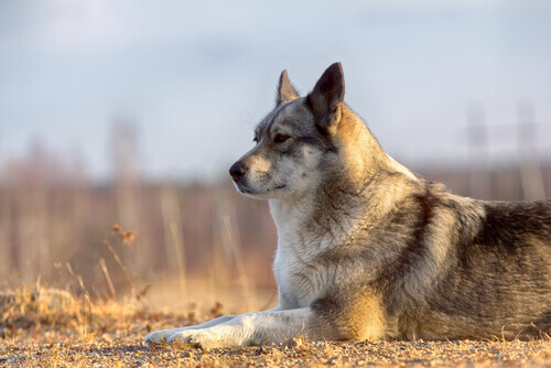 Laikas: um cÃ£o vindo da RÃºssia