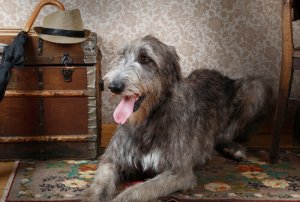 Lebrel irlandês ou galgo irlandês: um cão enorme