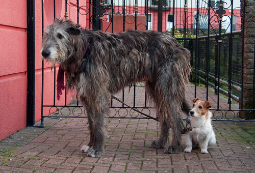 Lebrel ou galgo irlandês