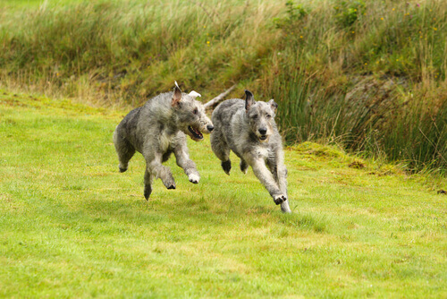 Lebrel ou galgo irlandês