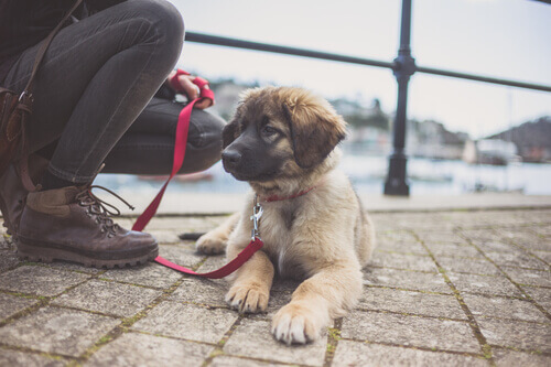 Filhote de Leonberger