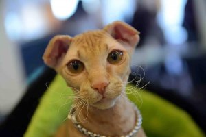 Levkoy ucraniano: conheça esse gato