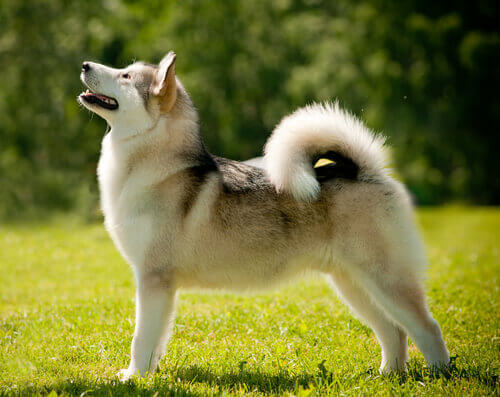 Husky siberiano