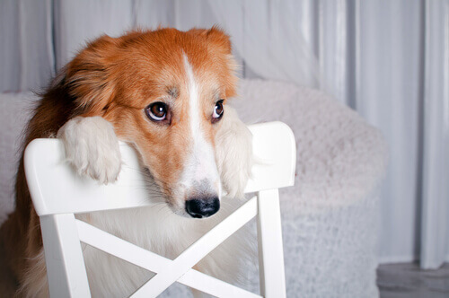 Cachorro apoiado em cadeira, com olhar medroso