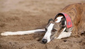 Coleira martingale para galgos: bom ou ruim?