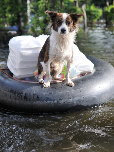 Cachorro em cima de boia, durante enchente
