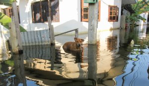 Animais em enchentes: o que fazer?