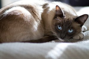 Cuidados com uma mascote prenha