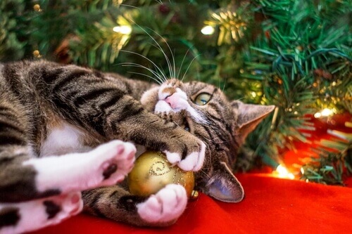 Gatinho brincando com bola de Natal