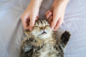 Como dar massagens em um gato