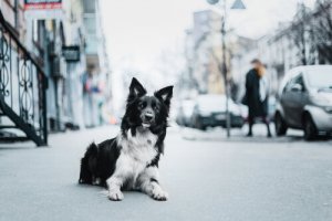 Maus-tratos contra animais: formas de lutar contra isso