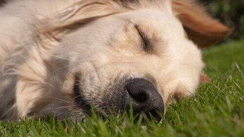 Cachorro dormindo na grama