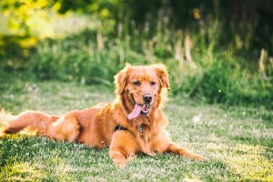 10 mitos sobre cães