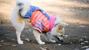 Qual a moda de outono para cães?