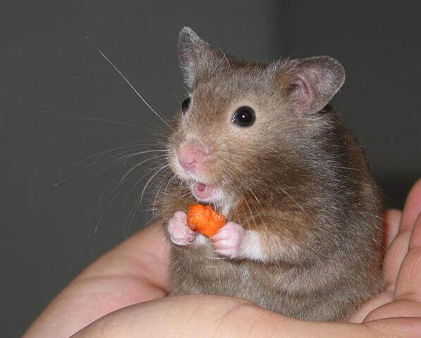 Hamster comendo um pedaço de cenoura
