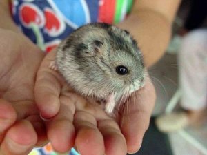 Devo me preocupar com uma mordida de hamster?