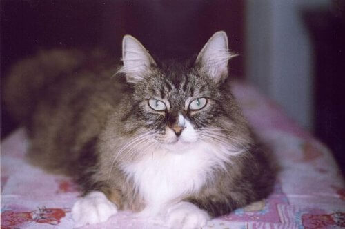 O gato norueguês da floresta