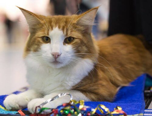 A bela raça do gato norueguês da floresta