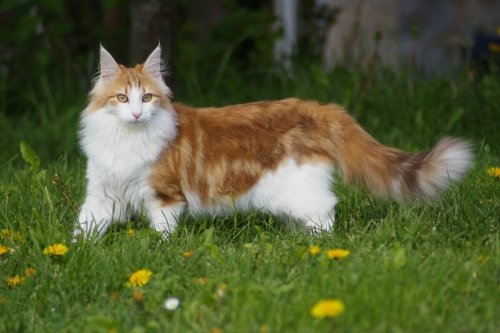 NorueguÃªs da floresta: o gato que veio do frio