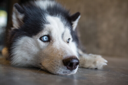 Cachorro de olhos azuis