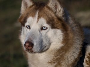 Olho seco em cães: causas, sintomas e tratamento