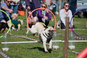 Parques para cães: dê emoção aos passeios de seu pet