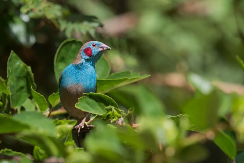 Peito celeste de rosto carmesim