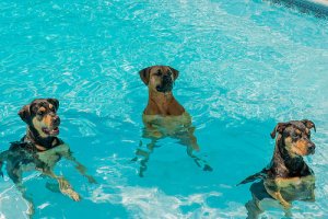 Como fazer os cães perderem o medo de água?