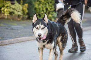 Dicas para perder peso com o cachorro